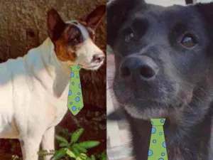 Cachorro raça Mesticos  idade 1 ano nome Negão e Pitty 