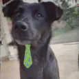 Negão 