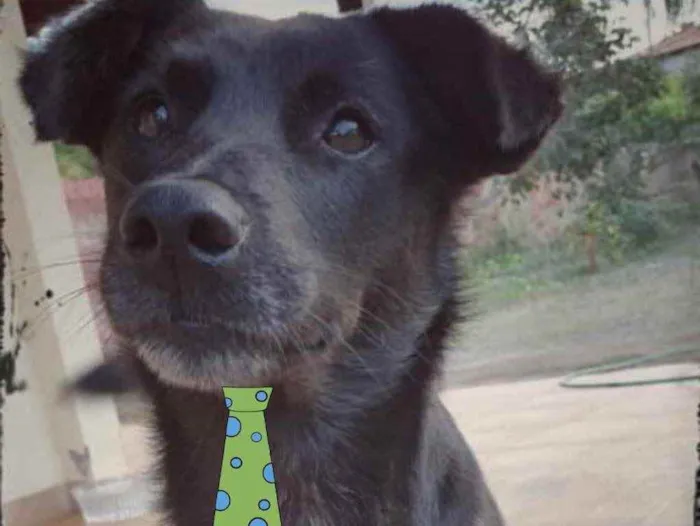 Cachorro ra a Mestiço  idade 1 ano nome Negão 