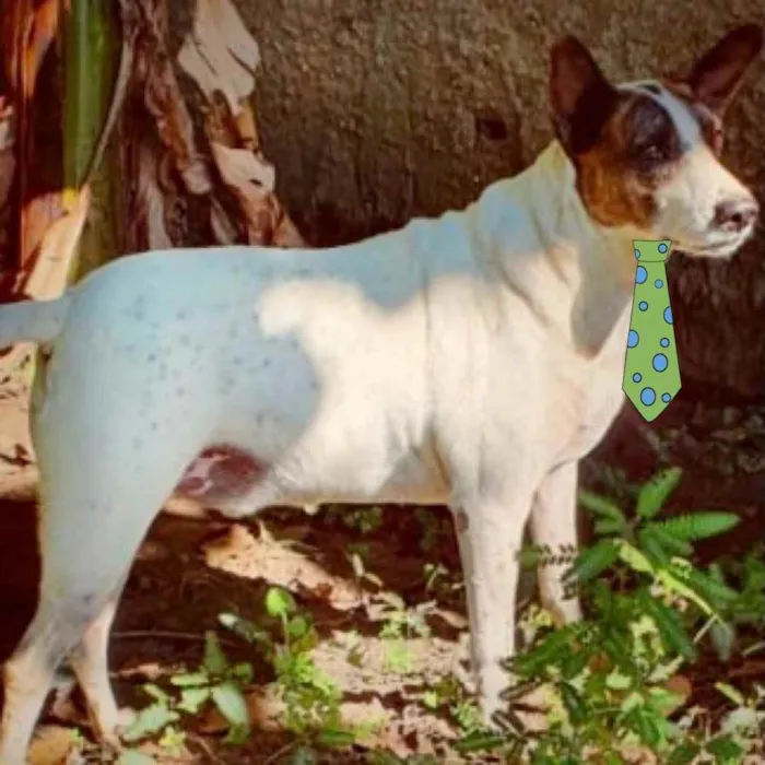 Cachorro ra a Mestiço  idade 4 anos nome Pitty 