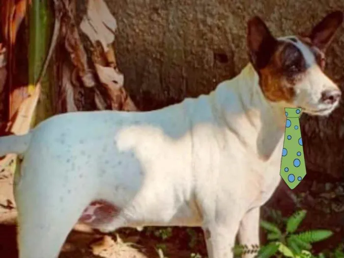 Cachorro ra a Mestiço  idade 4 anos nome Pitty 