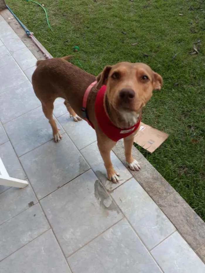 Cachorro ra a Srd idade 3 anos nome Bela