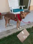 Bela