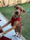 Bela