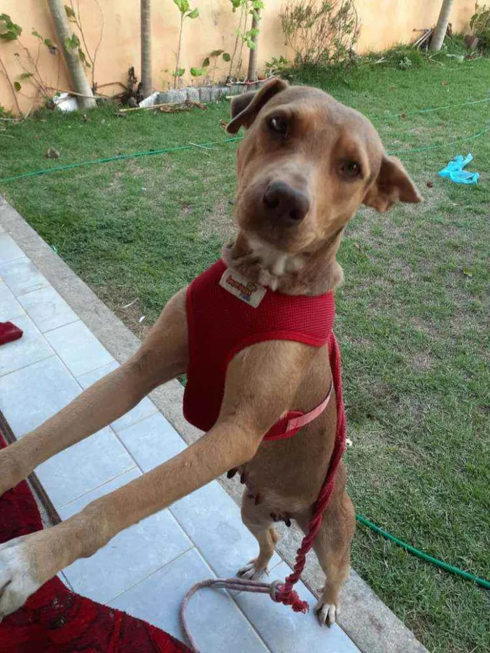 Cachorro ra a Srd idade 3 anos nome Bela