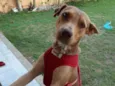 Bela
