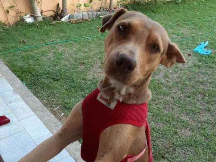 Cachorro ra a Srd idade 3 anos nome Bela