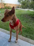 Bela