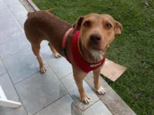 Cachorro raça Srd idade 3 anos nome Bela