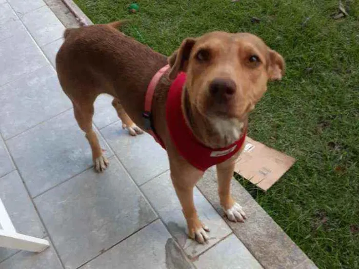 Cachorro ra a Srd idade 3 anos nome Bela