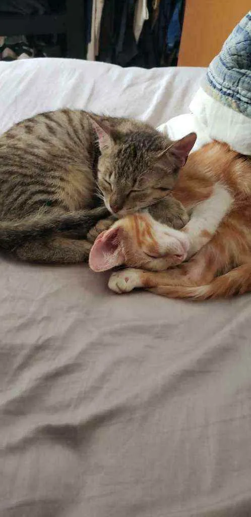 Gato ra a S.R.D. idade 2 a 6 meses nome Jack e Rose