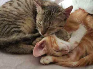 Gato raça S.R.D. idade 2 a 6 meses nome Jack e Rose