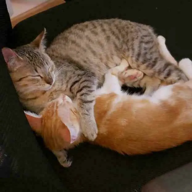 Gato ra a S.R.D. idade 2 a 6 meses nome Jack e Rose