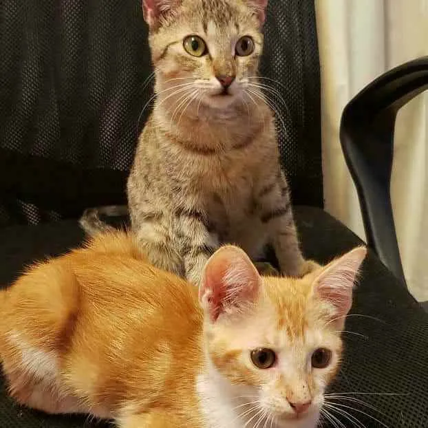 Gato ra a S.R.D. idade 2 a 6 meses nome Jack e Rose