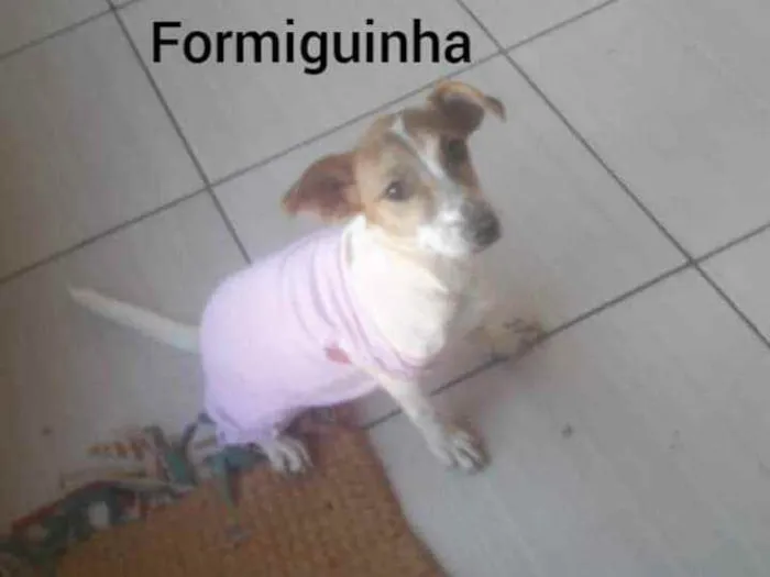 Cachorro ra a S.R.D. idade 2 a 6 meses nome Formiguinha