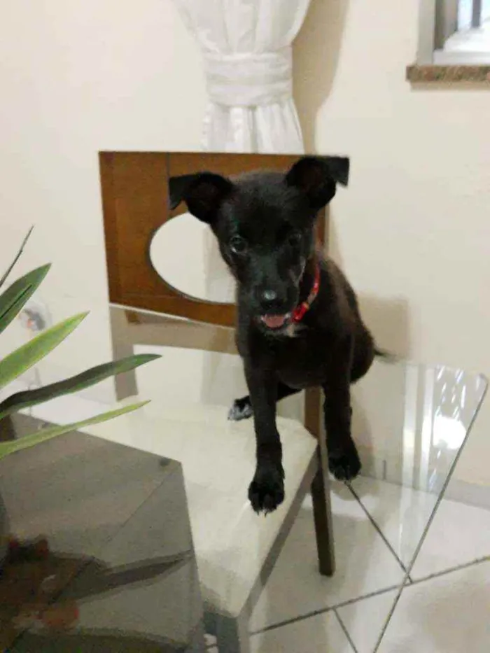 Cachorro ra a SRD idade 2 a 6 meses nome Flor