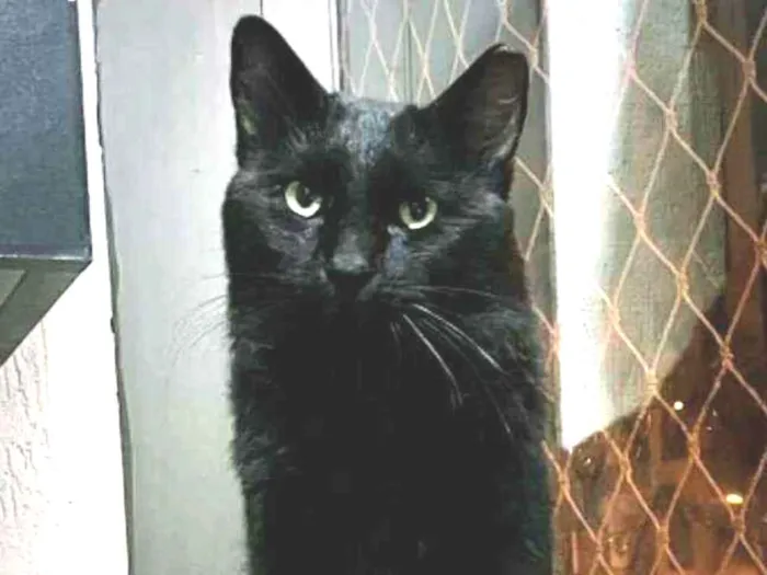 Gato ra a S.R.D. idade  nome Carioca