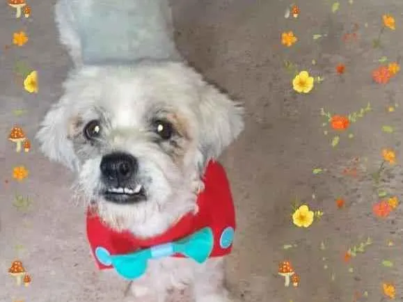 Cachorro ra a Srd idade 2 anos nome Gabriel