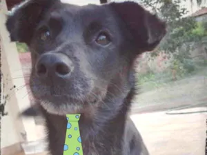 Cachorro raça Mestiço  idade 1 ano nome Negão 