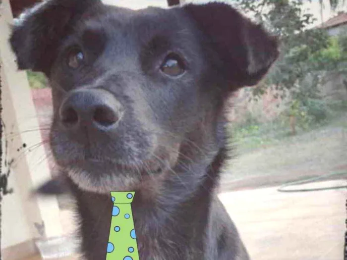 Cachorro ra a Mestiço  idade 1 ano nome Negão 