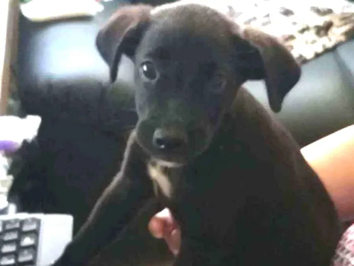 Cachorro ra a Labrador/lata idade 2 a 6 meses nome Dayse