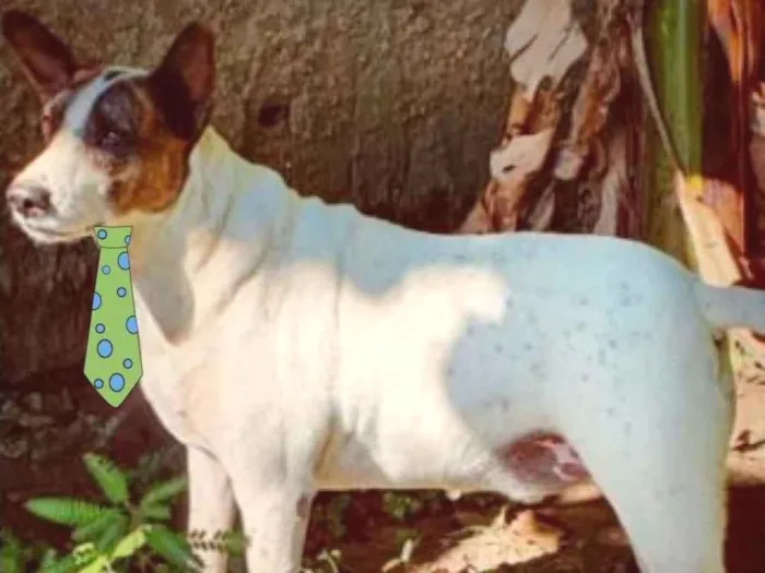 Cachorro ra a Mestiço  idade 4 anos nome Pitty 