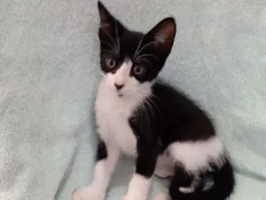 Gato raça Srd idade 2 a 6 meses nome Mimi