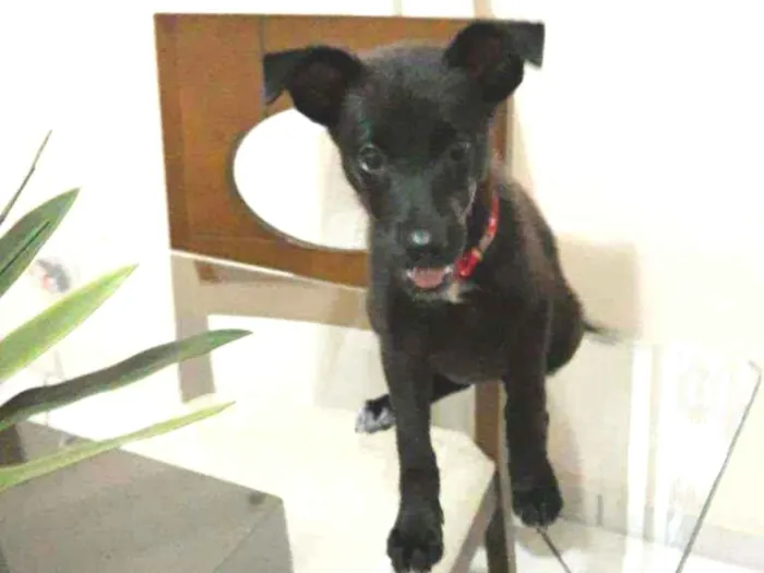 Cachorro ra a SRD idade 2 a 6 meses nome Flor