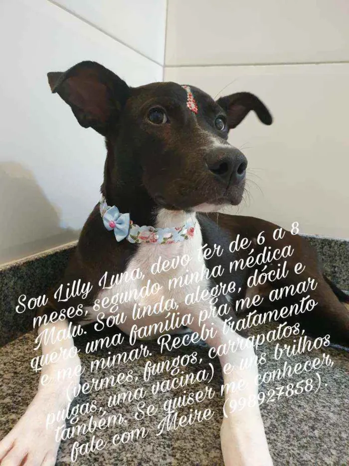 Cachorro ra a Não especificado idade 2 a 6 meses nome Lilly Luna Dondon