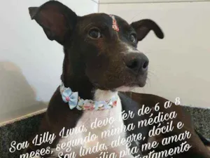Cachorro raça Não especificado idade 2 a 6 meses nome Lilly Luna Dondon