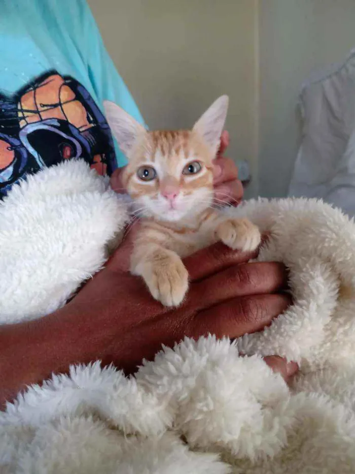 Gato ra a Felina idade 2 a 6 meses nome Sheila Mello