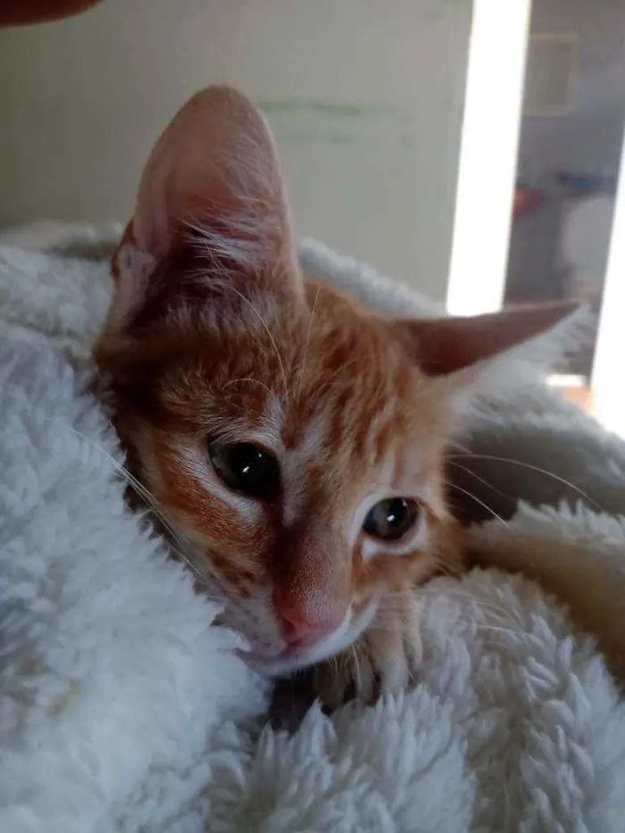 Gato ra a Felina idade 2 a 6 meses nome Sheila Mello