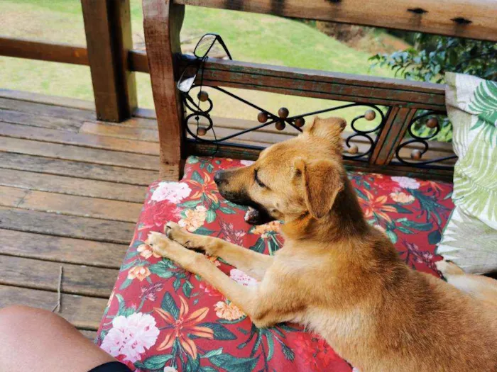 Cachorro ra a Indefinida  idade 7 a 11 meses nome Não sabido