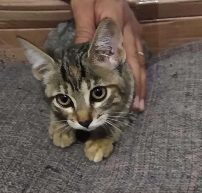 Gato raça SRD-ViraLata idade 2 a 6 meses nome FRIDA KAHLO