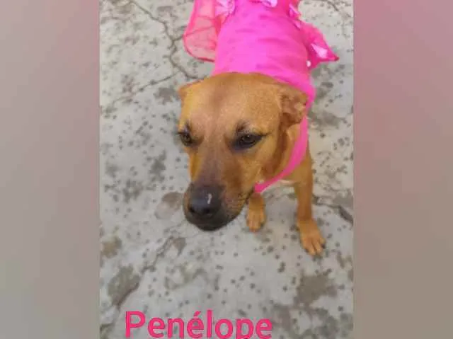 Cachorro raça SRD  idade 3 anos nome Penélope 
