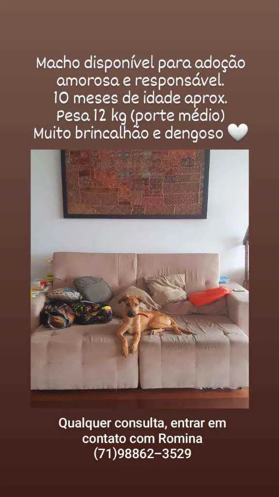 Cachorro raça SRD idade 7 a 11 meses nome Sasha