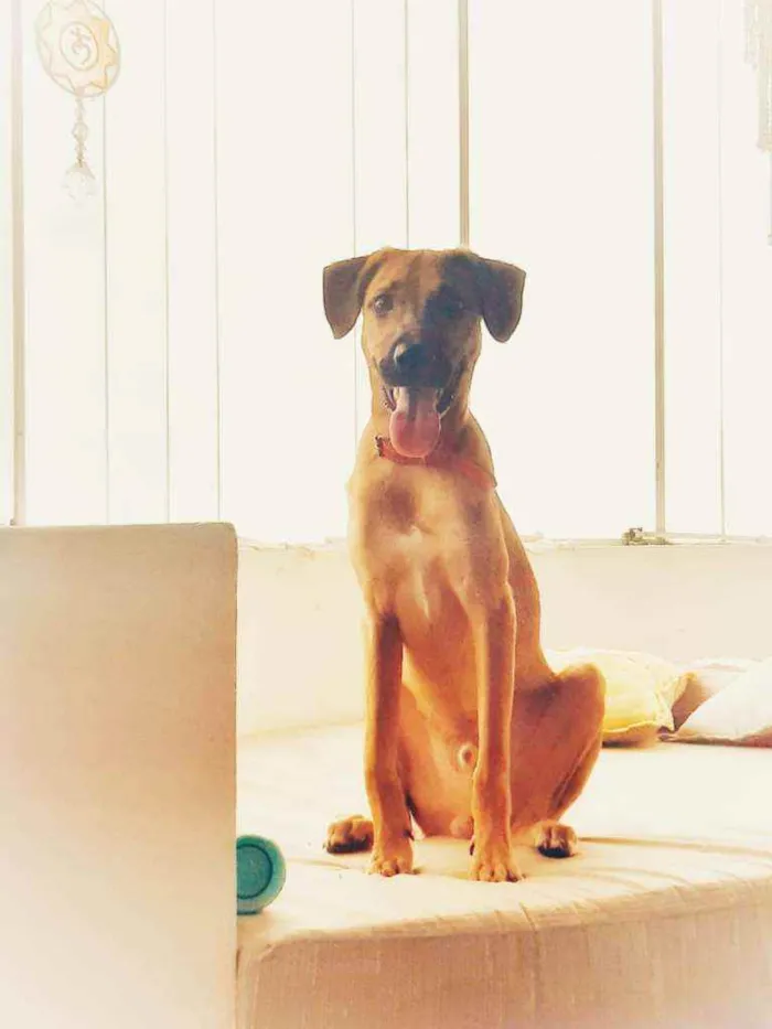 Cachorro raça SRD idade 7 a 11 meses nome Sasha