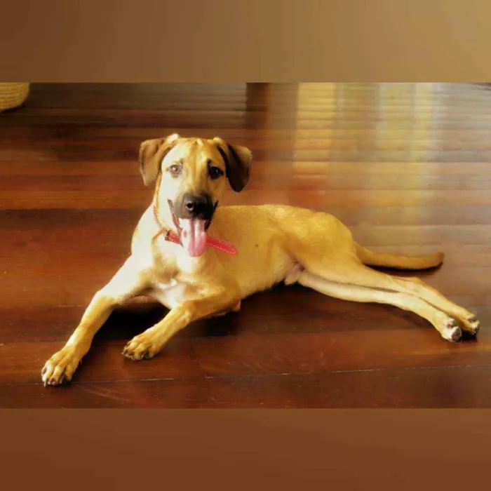 Cachorro raça SRD idade 7 a 11 meses nome Sasha