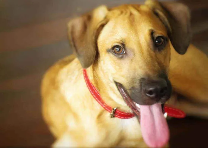 Cachorro raça SRD idade 7 a 11 meses nome Sasha