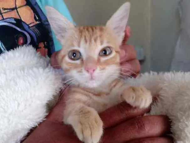 Gato ra a Felina idade 2 a 6 meses nome Sheila Mello