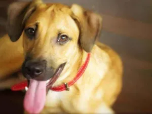 Cachorro raça SRD idade 7 a 11 meses nome Sasha