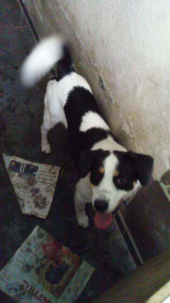Cachorro ra a  idade  nome Esta com.coleira azu