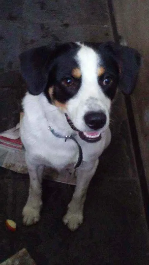 Cachorro ra a  idade  nome Esta com.coleira azu