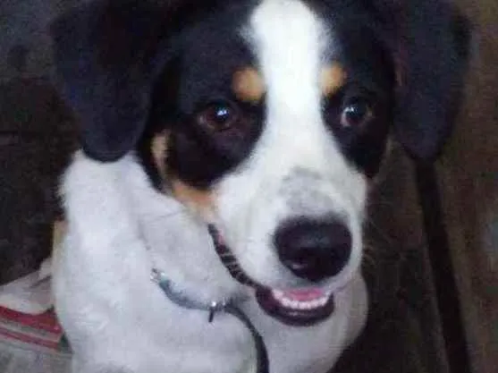 Cachorro ra a  idade  nome Esta com.coleira azu