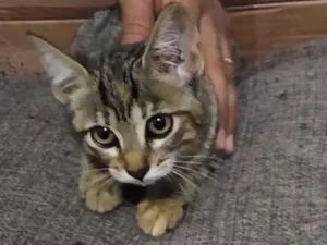 Gato raça SRD-ViraLata idade 2 a 6 meses nome FRIDA KAHLO