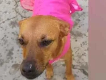 Cachorro raça SRD  idade 3 anos nome Penélope 