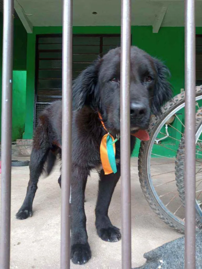 Cachorro raça Labrador idade 2 a 6 meses nome Sultão