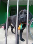 Sultão