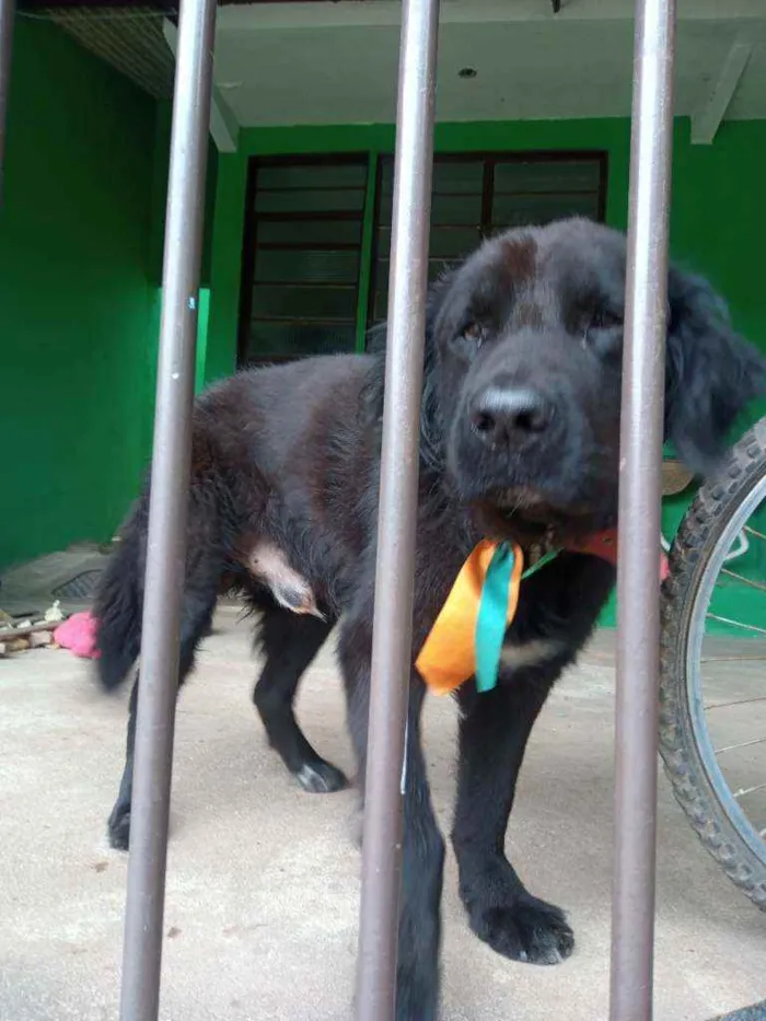 Cachorro raça Labrador idade 2 a 6 meses nome Sultão