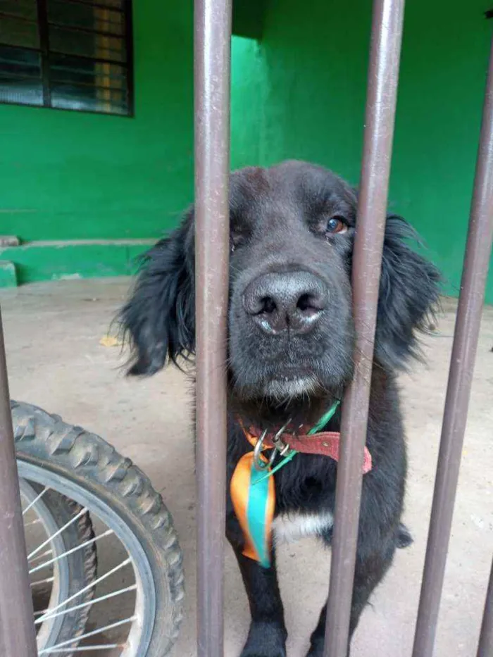 Cachorro raça Labrador idade 2 a 6 meses nome Sultão